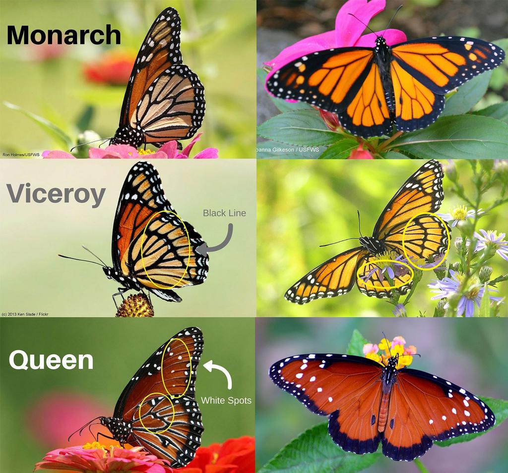 Monarch, Queen and Viceroy butterflies closely resemble one another. Here are some key differences to help with identification.