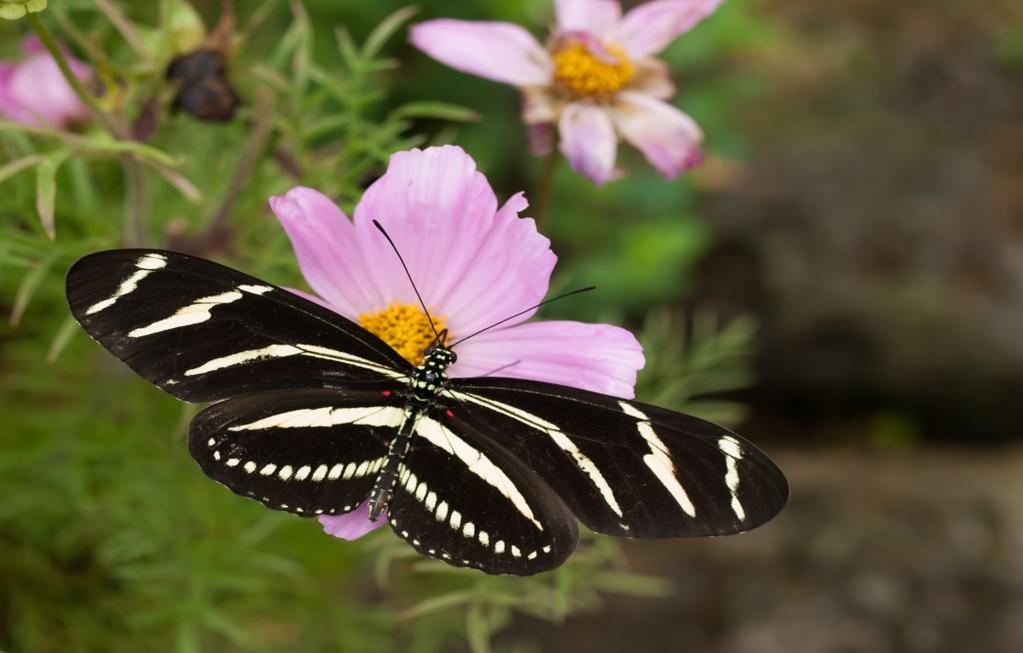 Zebra Longwing Boldly striped black and white wing pattern warns off predators. Adults roost communally at night in groups of up to 60 for safety.