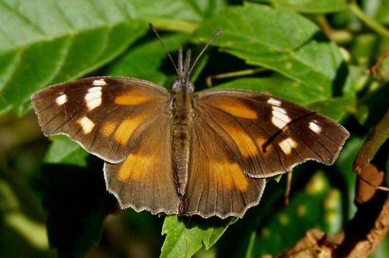 American Snout Snout Butterflies have prominent mouthparts which give the appearance of the stem of a dead leaf which when hanging upside down makes