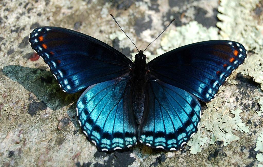 markings. It is a mimic of the poisonous Pipevine Swallowtail. Range: Southwest, Midwest and Eastern United States.