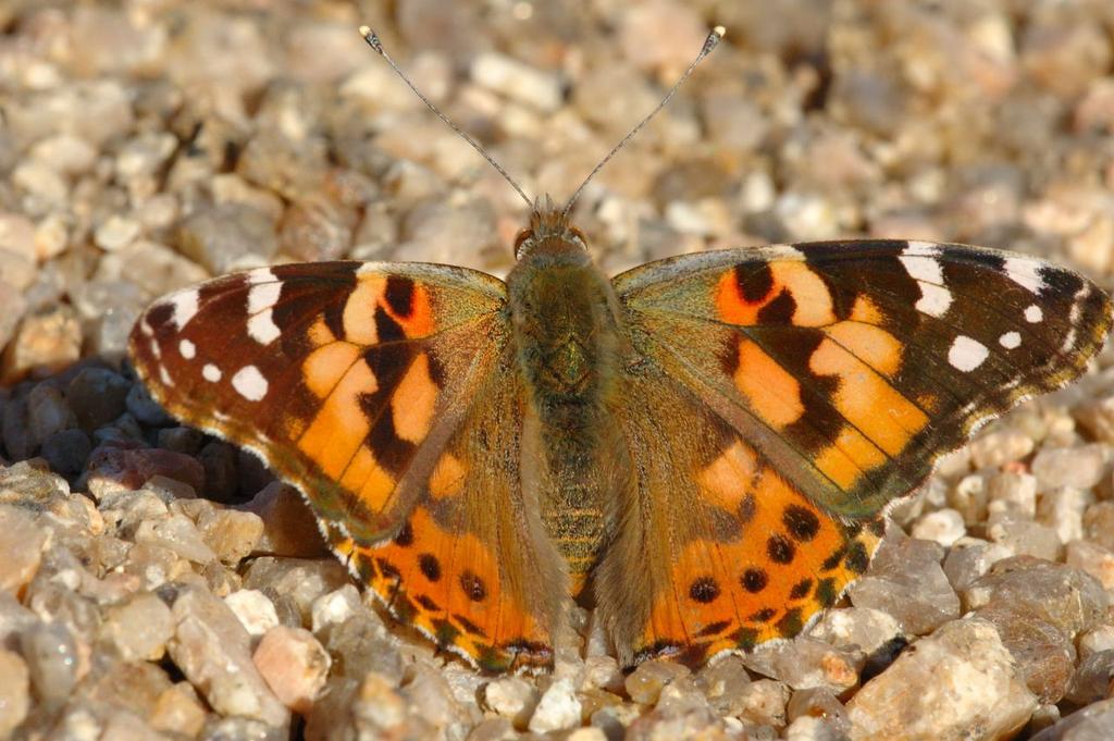 American Painted Lady Medium sized, orange brown with black margins and white spots.