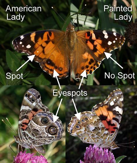 Caribbean. Painted Lady Most widely distributed butterfly in the world.
