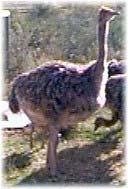 production of ostrich is to be achieved. With the learning curve that has been witnessed over the past decade, there have been far too many chicks as seen in Figure 24.