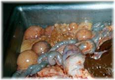 Figure 14 - Egg Follicles of a Productive 4 Year Old Hen June 5, 2002 therefore it can be expected that their livers are demonstrating similar symptoms that are seen in the slaughter birds.