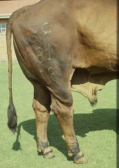 Conformation Upper leg traits (McDaniel; Distl) Heritability high enough to achieve genetic response Hocks Hock angle viewed from side Post hocks Function poorly