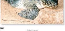 fertilization Traditional classification has 3 living amniotes reptiles, birds and mammals Birds are