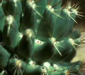 Desert Plant Adaptation The desert plants have had to develop extraordinary ways to survive in the harsh and unforgiving environment.