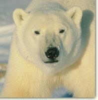 Polar Bears Special adaptations 1. Why do polar bears have such big feet? 2. How does their fur keep them warm?