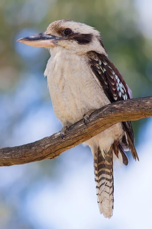 Order: Coraciformes Family: Dacelonidae Scientific Name: Dacelo novaeguineae Common Name: Laughing kookaburra AZA Management: Green Yellow Red None Photo (Male): Photo (Female): NATURAL HISTORY: