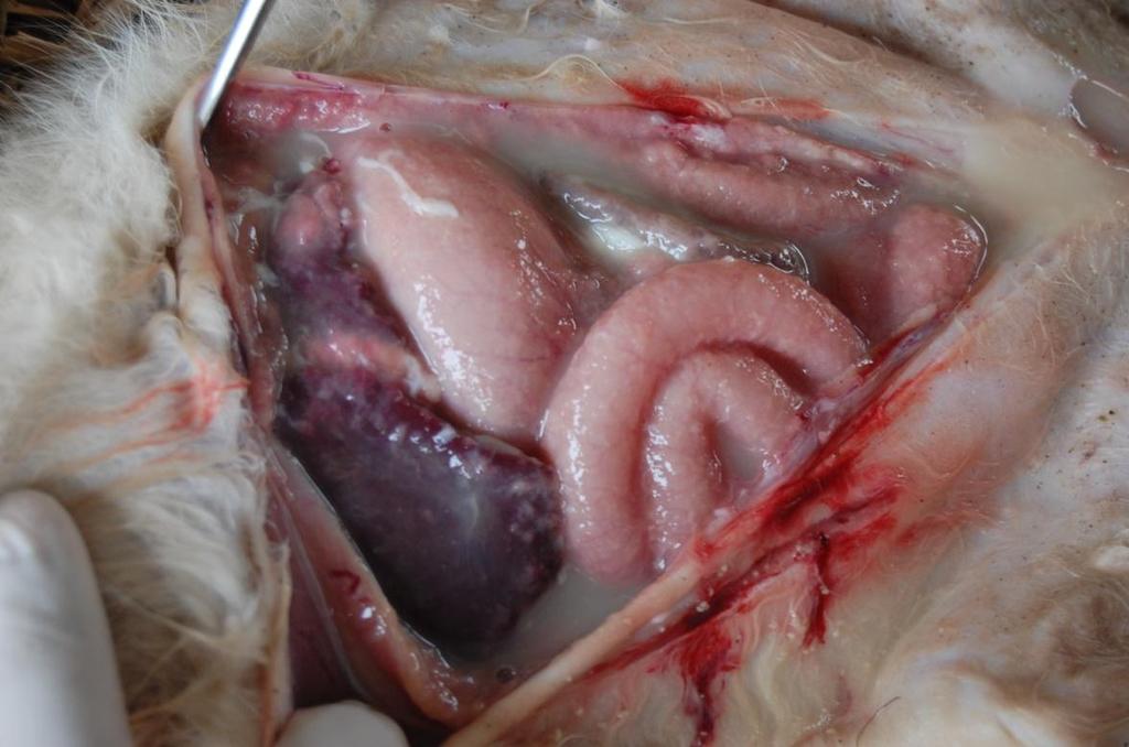 Fig. 2 Organs of abdominal cavity