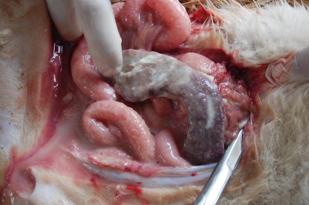 Fig. 3 Spleen and liver covered by fibrinous material Fig. 4 Intestine covered with straw colored fluid.
