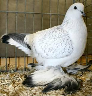 Above: Ice pigeon muffed, white
