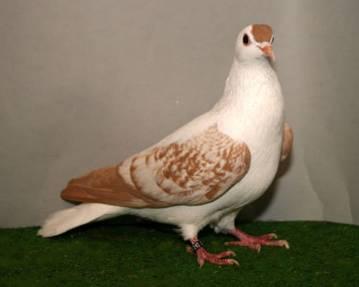 Pouter, red pied.