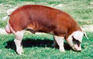 Hereford To be registered, Hereford hogs must have a white face, the body must be at least 2/3 (light or dark) red and