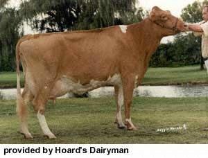 Guernsey Dairy Cattle Characteristics: most are horned, golden milk color, 2nd most registered cattle