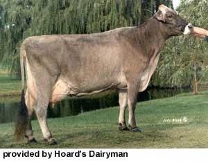 Brown Swiss Dairy Cattle Characteristics: oldest dairy breed, live the longest, high heat tolerance, produce 2nd most amount of