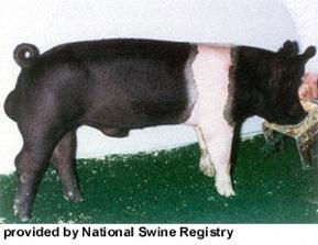 Hampshire Swine Characteristics: white belt covering the front legs and feet, erect ears, large in size, lean meat, heavily muscled, 4th most registered breed in the US Uses: