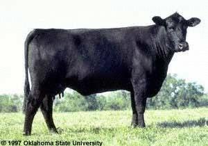 Angus Beef Cattle Origin: Scotland Characteristics: polled, most Color: black and red
