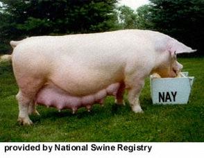 Yorkshire Swine Origin: Yorkshire, England Color: white Characteristics: