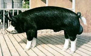 Berkshire Swine Uses: used for meat such as tender loin, genetic purity, good eating quality Origin: dates back to 1600s; County Berkshire in southern