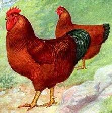 Rhode Island Red Poultry Origin: Massachusetts and Rhode Island Color: skin color is yellow, egg shell color is brown, dark red plumage Characteristics: