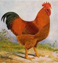 New Hampshire Poultry Origin: Massachusetts and New Hampshire Use: a dual purpose chicken, selected more for meat than egg production Color: red plumage, yellow skin color,