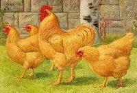 Plymouth Rock Poultry Origin: America Color: skin color is yellow, egg shell color is brown, white plumage Characteristics: