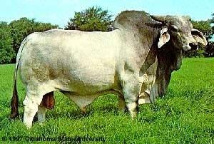 Brahman Beef Cattle Color: light grey Origin: India to red to close to black Characteristics: big