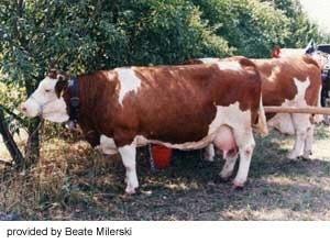 Simmental Beef Cattle Origin: dates back to the Middle ages; Color: brown and white Simmental,