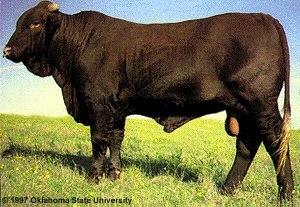 Santa Gertrudis Beef Cattle Characteristics: Brahman & a Shorthorn cross,
