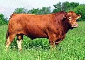 Gelbvieh Beef Cattle Characteristics: polled or horned, medium sized, good carcass, good milk