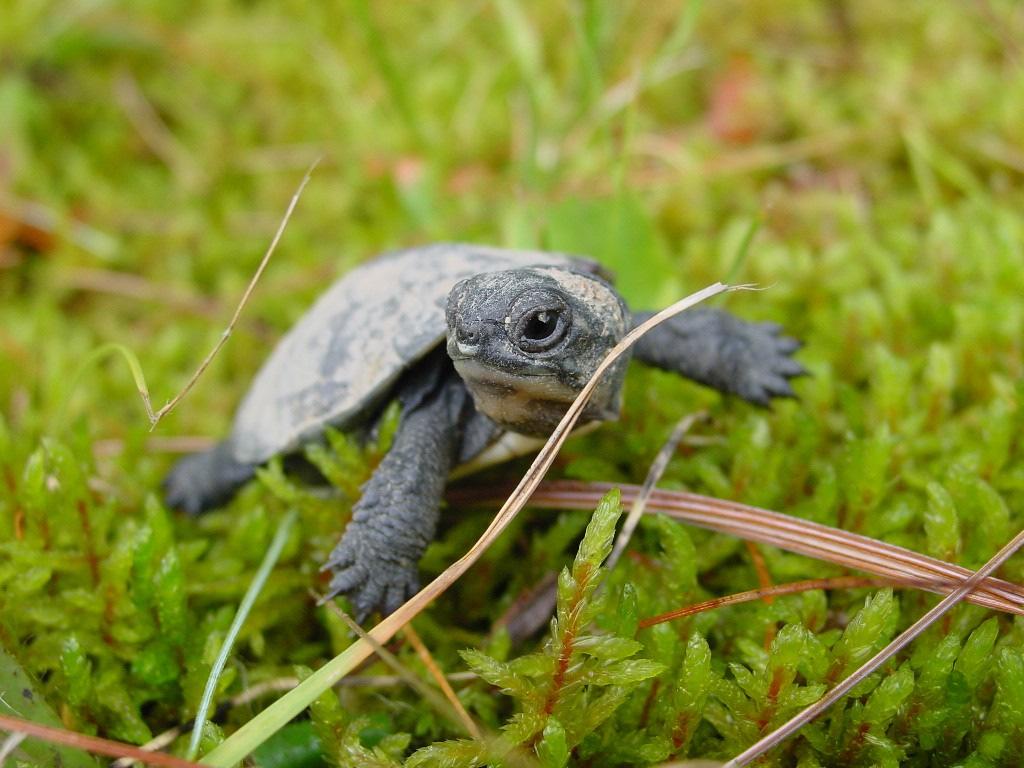 Next Steps Enhance Protection of Blanding s Turtle Sites in the fall Proposed Options to date: Tunnels / Fences to limit