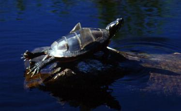 Turtles of Nova Scotia
