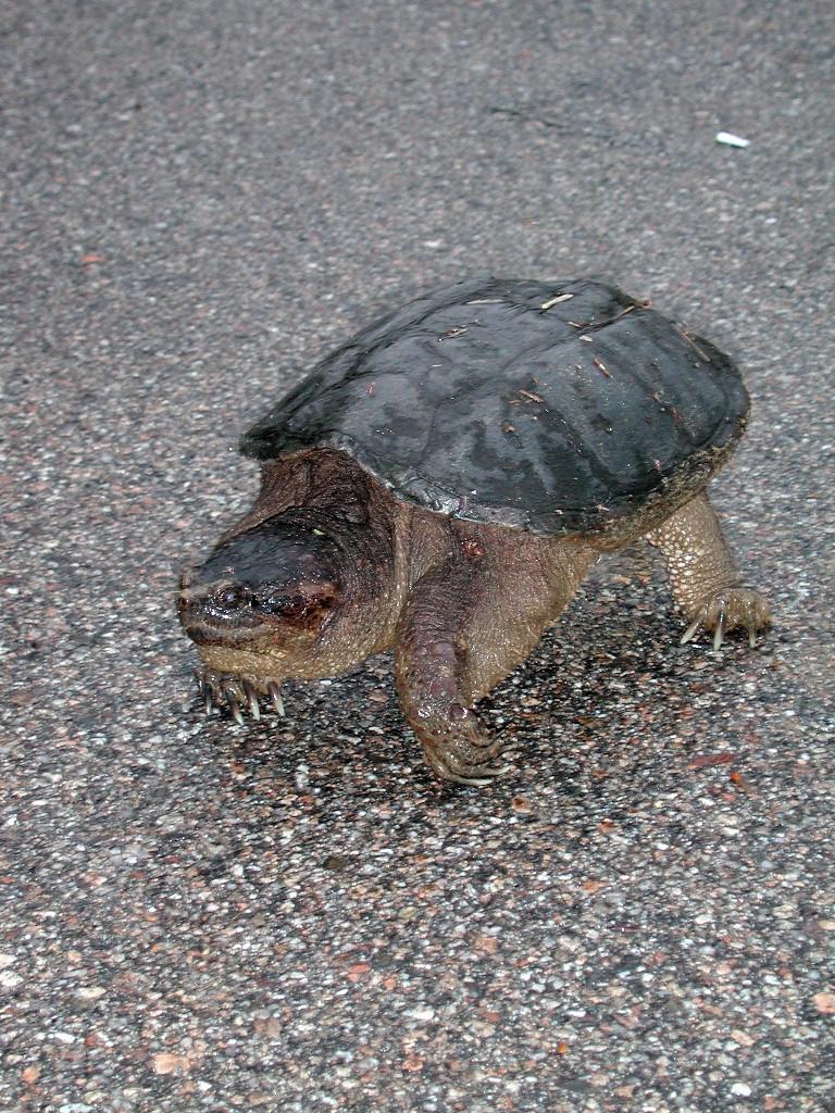 Critical Habitat was partially delineated in 2006 Mapped out Turtle Zones on Keji s Roads Developed a strategy which focused on actions and education Actions Education: Protecting