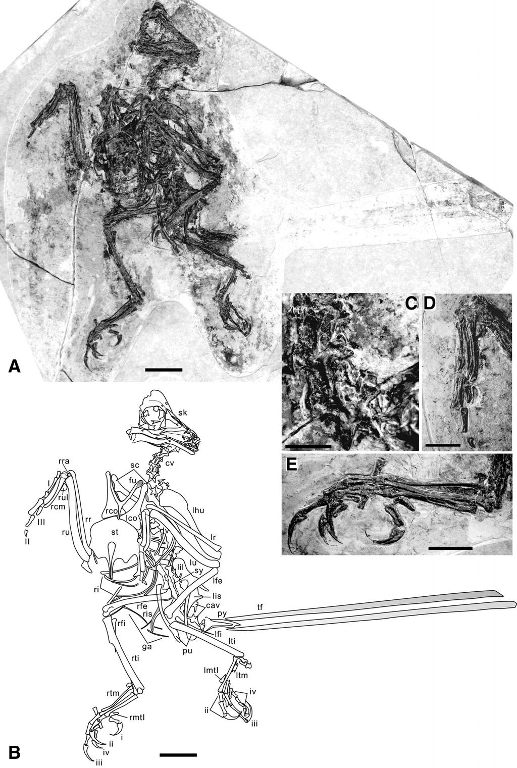HU ET AL. NEW CRETACEOUS BIRD FROM CHINA 155 FIGURE 1. Bohaiornis guoi holotype (LPM B00167). A, photograph and B, line drawing.