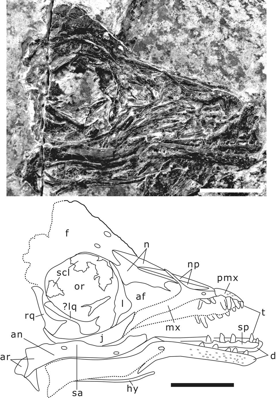 156 JOURNAL OF VERTEBRATE PALEONTOLOGY, VOL. 31, NO. 1, 2011 TABLE 1. B00167). Measurements (mm) of Bohaiornis guoi holotype (LPM Skull length 38.