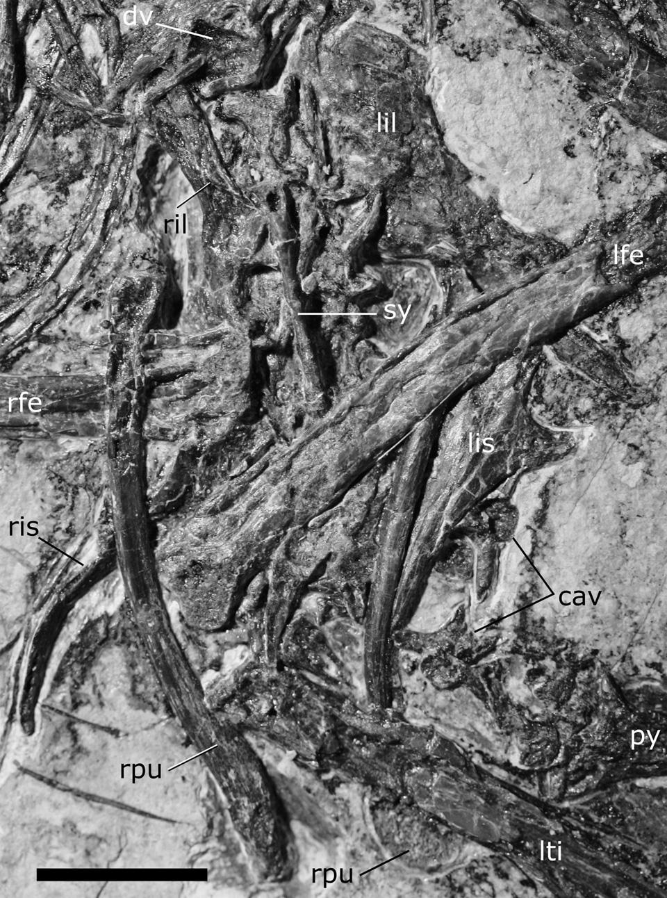 HU ET AL. NEW CRETACEOUS BIRD FROM CHINA FIGURE 3. Close-up photographs of the synsacrum and pelvic girdle of Bohaiornis guoi holotype (LPM-B00167).