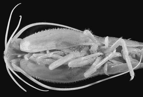 24 KOMAI AND SEGONZAC Figure 3. Rimicaris exoculata Williams & Rona, 1986. Adult male (RCL 19.0 mm), CBM-ZC 6446.