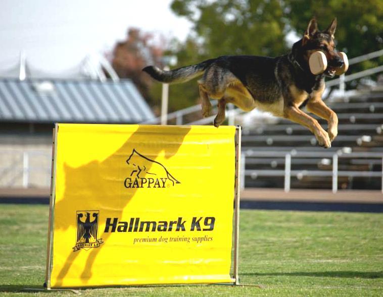 The test of Schutzhund/IPO has been helping test breeding dogs and helping preserve these valuable traits of solid temperament, easy trainability, intelligence, and courage for future generations
