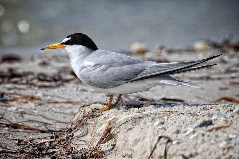 A practical field guide to the identification of Least Terns in various plumages Edited by Marianne Korosy and Elizabeth A.