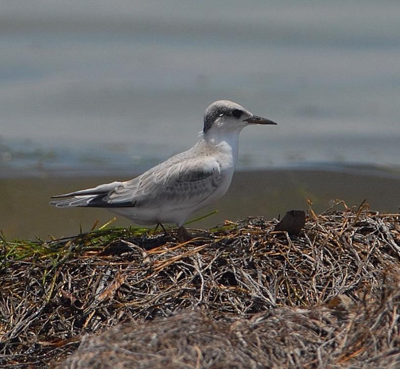 Juvenile Least Terns are identified by: Light brown or gray feathers on head and wings Black or dusky yellow bill Brown or gray-centered feathers (left) on folded upper wings that may appear to have
