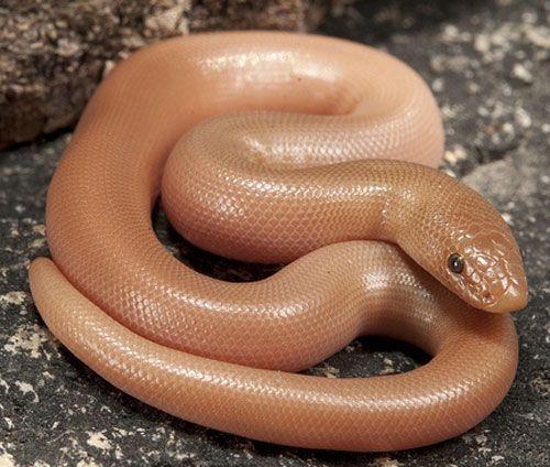 Station 11 51. Common Name: rubber boa and rosy boa 52. Family & Genus: Boidae; Charina 53. When are young born: young born from August to November 54.