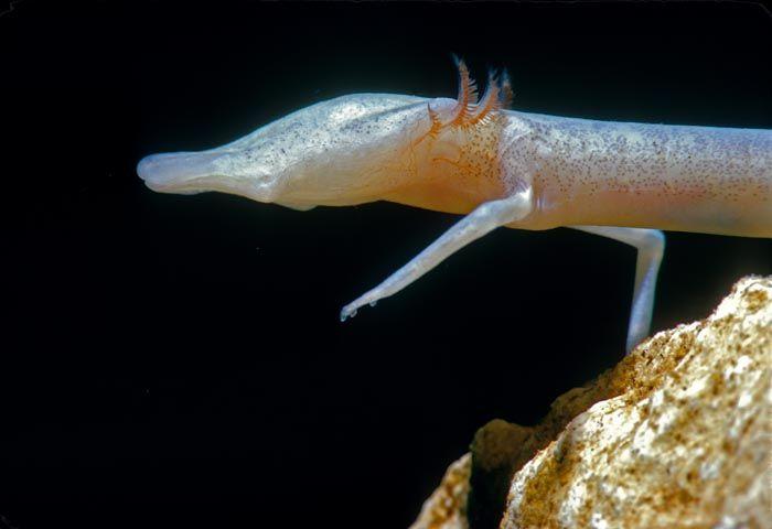 Station 16 76. Common Name: Texas and Blanco blind salamanders 77. Family & Genus: Plethodontidae; Eurycea 78. Habitat: Underground streams in caves 79.