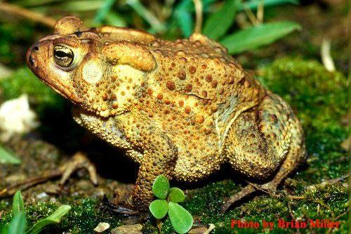 Station 17 81. Common Name: Toads 82. Order & Family: Anura (Salientia); Bufonidae 83. The family Bufonidae contains about 500 species among how many genera? 38 84. Where are eggs laid?
