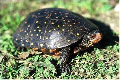 Station 3 11. Common name: Spotted Turtles 12. Family & Genus: Emydidae; Clemmys 13. Female Eye Color: Orange 14. Incubation Time: 11 months 15.