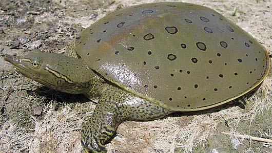 Station 4 16. Order & Family: Testudines; Trionychidae 17. Common name(s): soft shelled turtles 18. When do females nest: Females nest from June to early July 19.