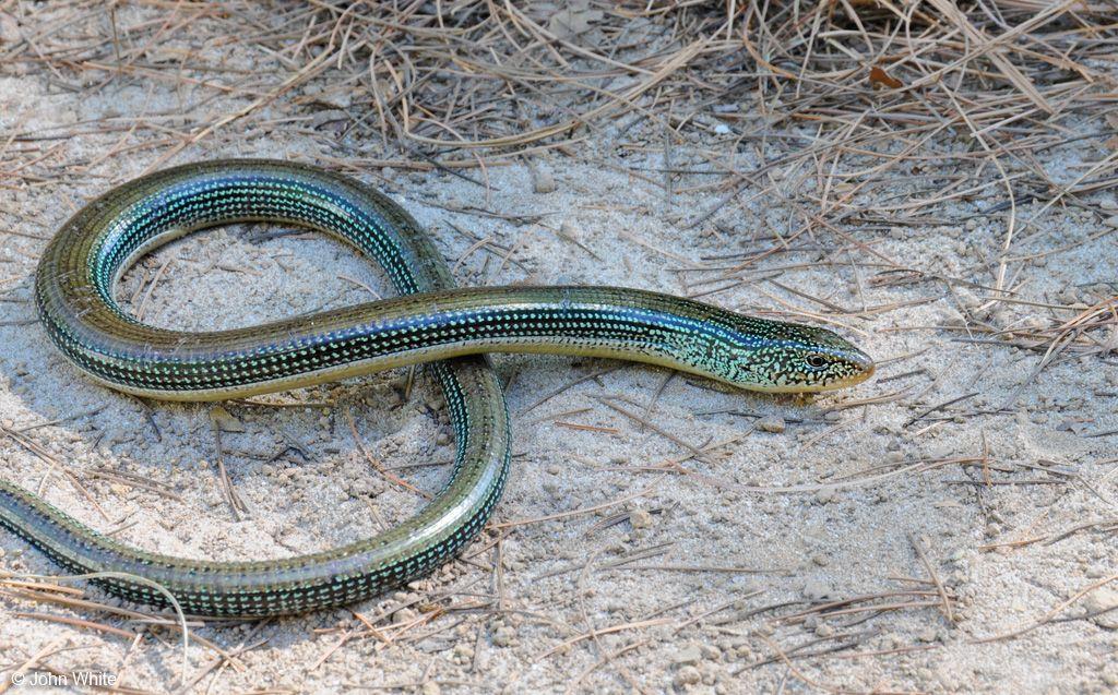 Station 8 36. Common name: Glass Lizards 37. Family & Genus: Anguidae; Ophisaurus 38. Where are most of these located: Islands such as Indonesia, China, Asia, and India carry the most species. 39.