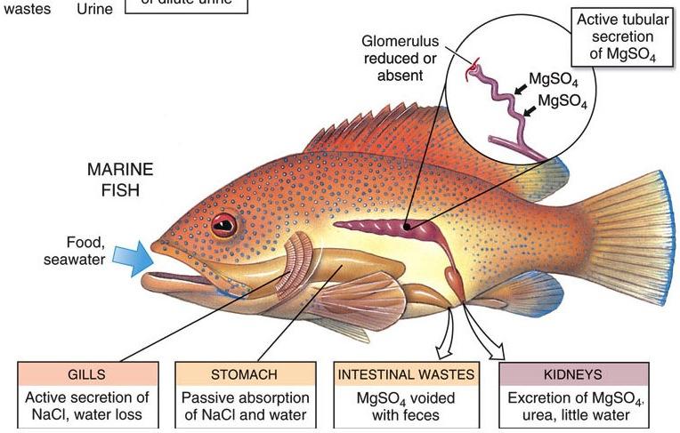 Review: Osmoregulation in SW Fish SW is saltier than fish (SW is hypertonic to fish blood) Fish tends to lose H 2 O (needs to get H 2 O and get rid of salt) Phylum Chordata Part