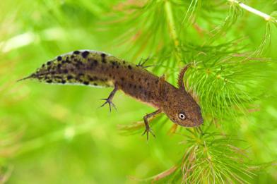 Order Urodela - Salamanders v Terrestrial species undergo direct development; hatch as