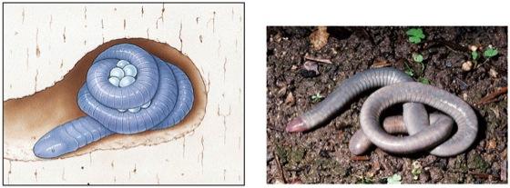 worms) forms to moist habitats (a) Order Urodela (salamanders) (b) Order Anura (frogs)